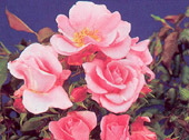 Bubbles (Rose)