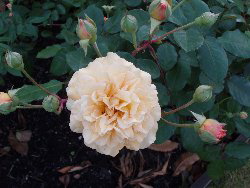 Buff Beauty (Rose)