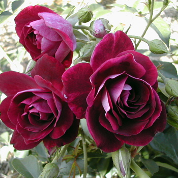 Burgundy Ice (Rose)