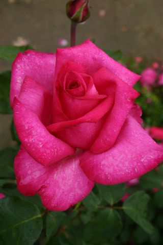 Buxom Beauty (Rose)