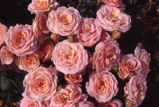 Calliope (Rose)