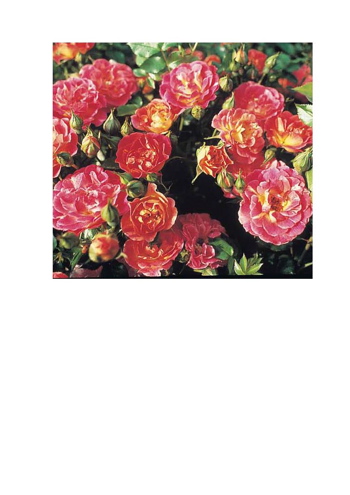 Cambridgeshire (Rose)