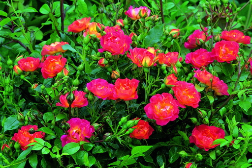 Cambridgeshire (Rose)