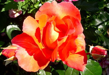Can Can (Rose)