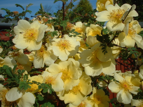 Canary Bird (Rose)