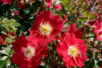Candia Meidiland ® (Rose)