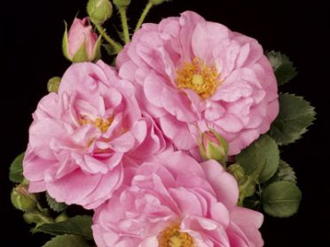 Cape Diamond (Rose)
