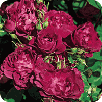 Cardinal Hume (Rose)