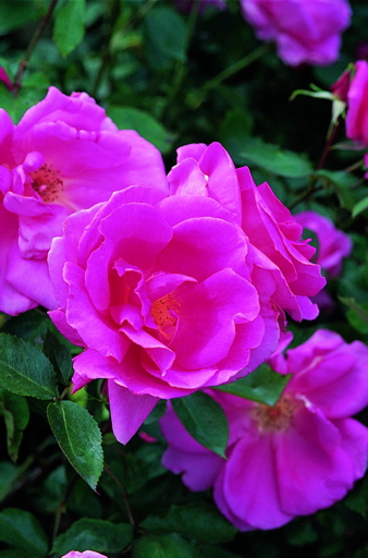 Carefree Beauty (Rose)