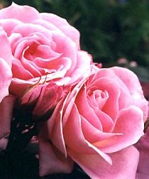 Carefree Days (Rose)