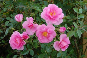 Cariad (Rose)