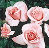 Caring For You (Rose)