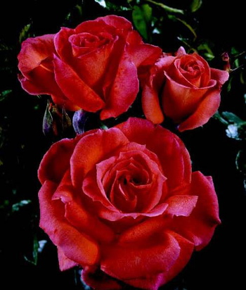 Caritas (Rose)