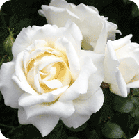 Caroline Victoria (Rose)