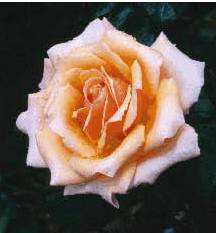 Caron Keating Rose (Rose)