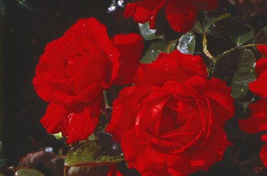 Carris (Rose)