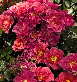 Celebration Time (Rose)