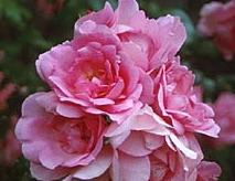 Centenair De Lourdes (Rose)