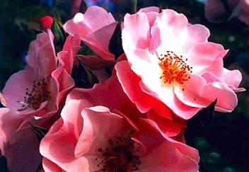 Centenary (Rose)