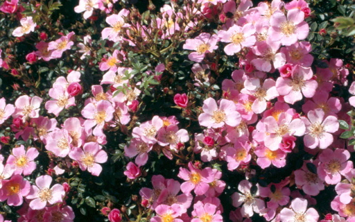 Centre Stage (Rose)