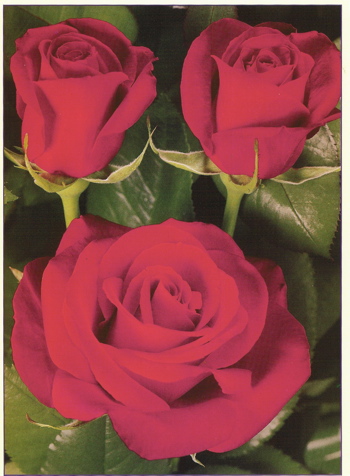 Century Sunset (Rose)