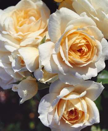 Champagne Moment (Rose)