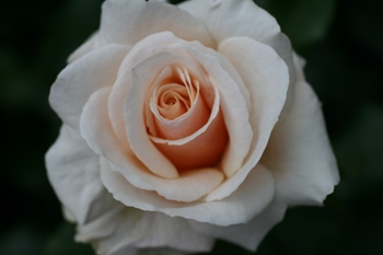 Champagne Celebration (Rose)