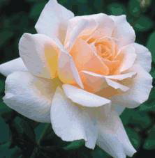 Chandos Beauty (Rose)