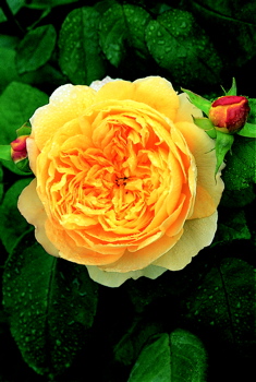 Charles Darwin (Rose)