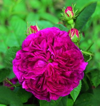 Charles De Mills (Rose)