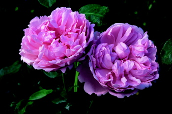 Charles Rennie Mackintosh (Rose)