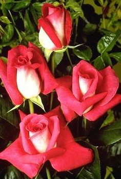 Charlie's Rose (Rose)