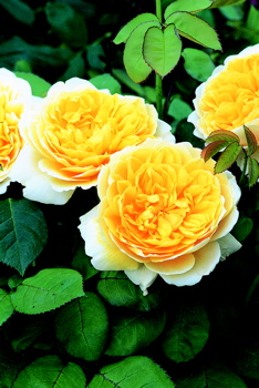 Charlotte (Rose)