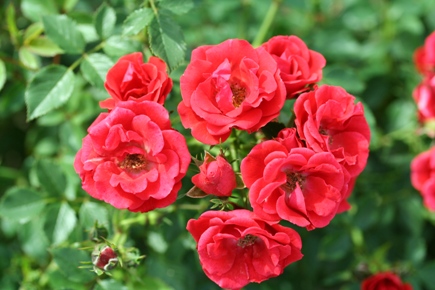 Charming Cover (Rose)