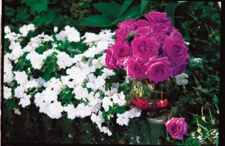 Chartreuse De Parme (Rose)