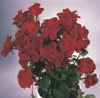 Cheerful Charlie (Rose)