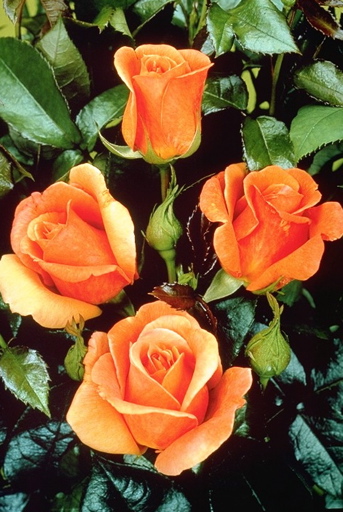 Cherry Brandy (Rose)