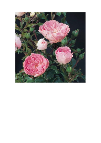 Cheshire (Rose)
