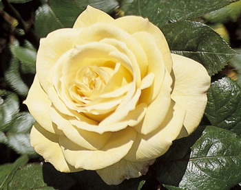Chester Cathedral (Rose)
