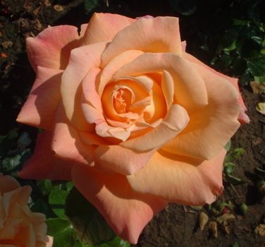 Chicago Peace (Rose)