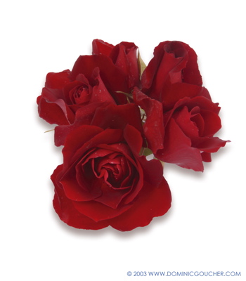 Chilterns (Rose)