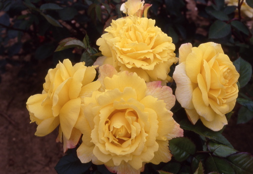 Chinatown (Rose)