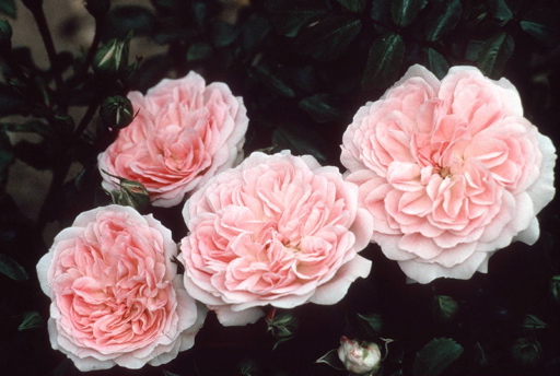Chloe (Rose)