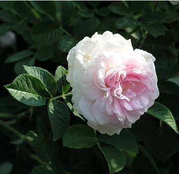 Chloris (Rose)