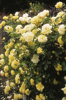 Chris (Rose)