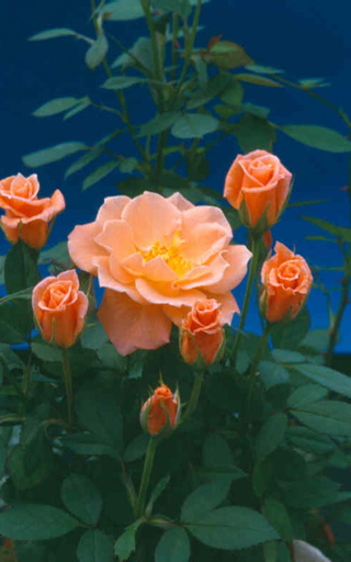 Cider Cup (Rose)