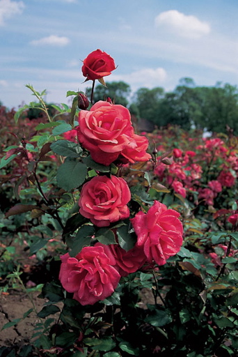 City Of Leeds (Rose)