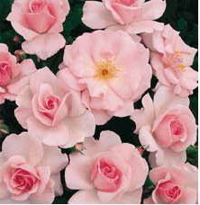 City Of London (Rose)