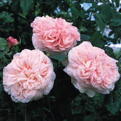 Claire Rose (Rose)