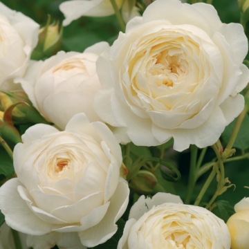 Claire Austin® (Rose)